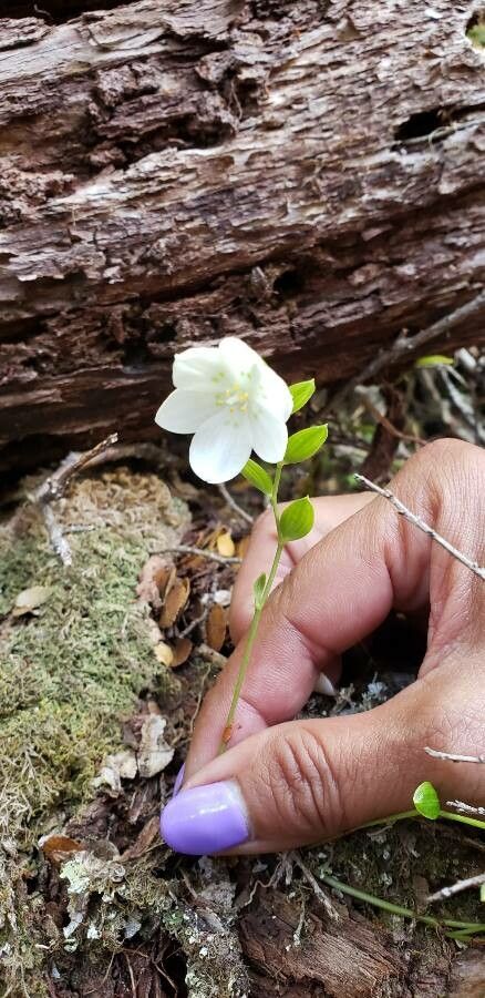 Luzuriaga parviflora — related species from the same genus