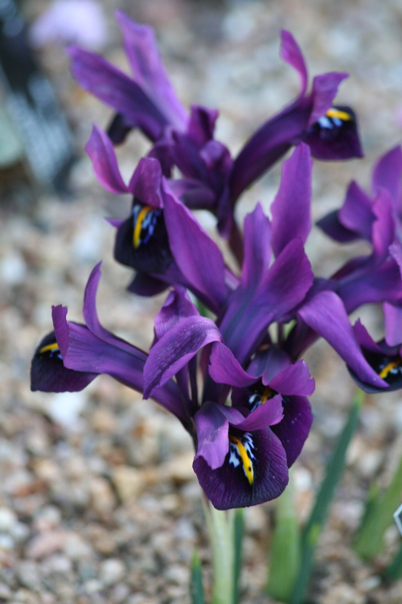 Iris histrioides — search result for 'Iris'