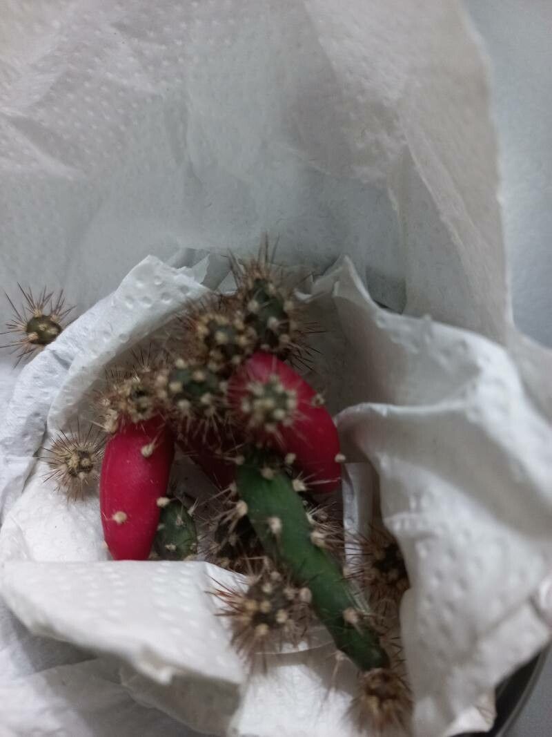 Opuntia schickendantzii — houseplant care guide