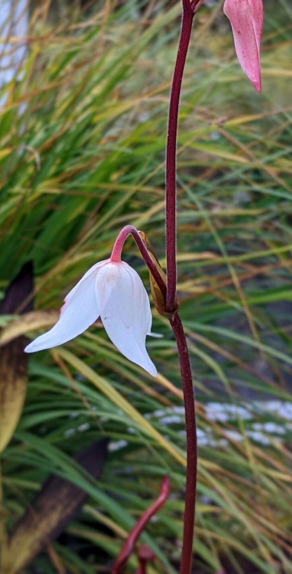 Heliamphora ionasi flower