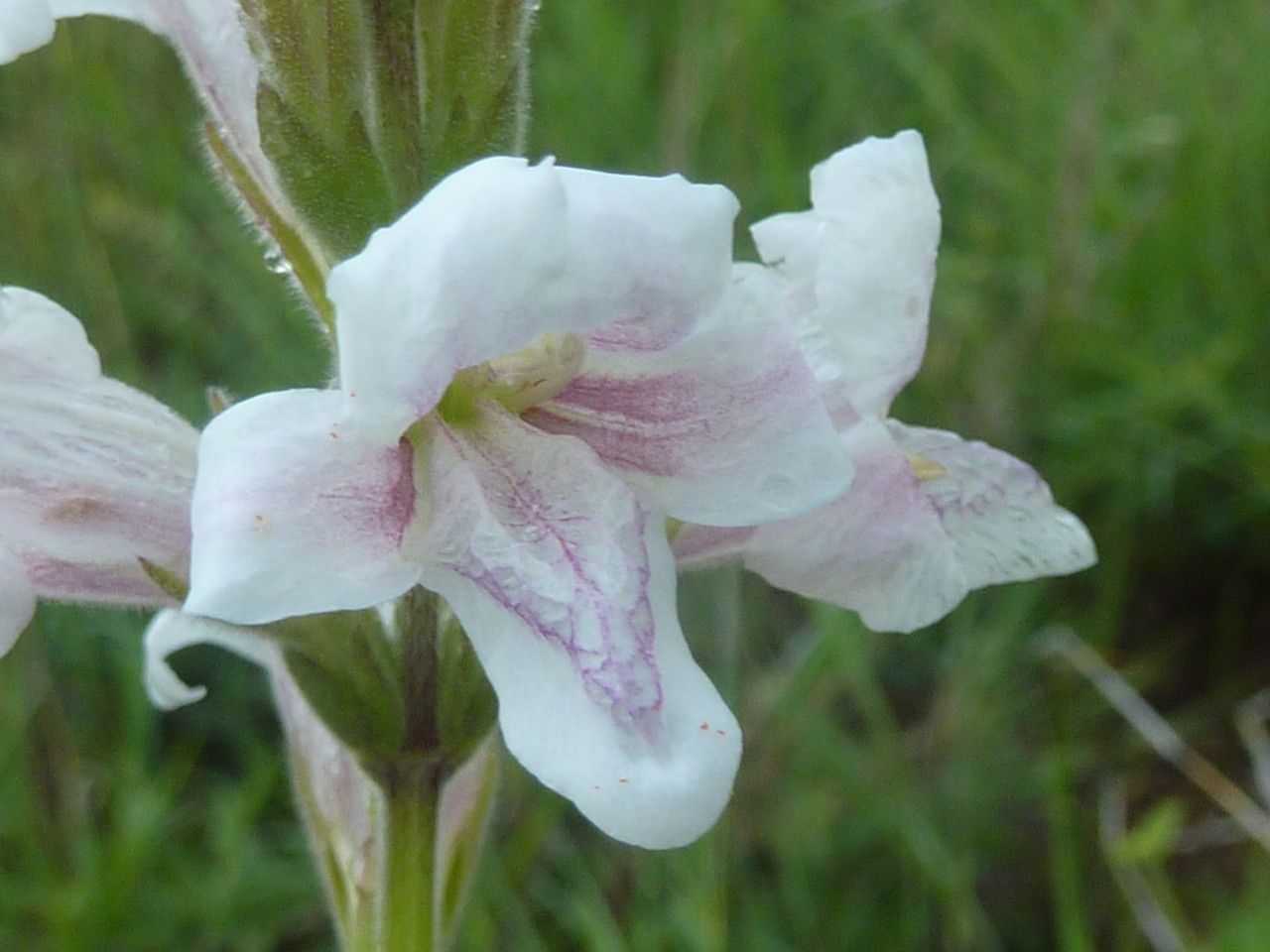 Asystasia laticapsula flower