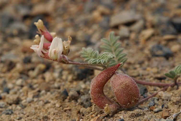 Astragalus monoensis fruit