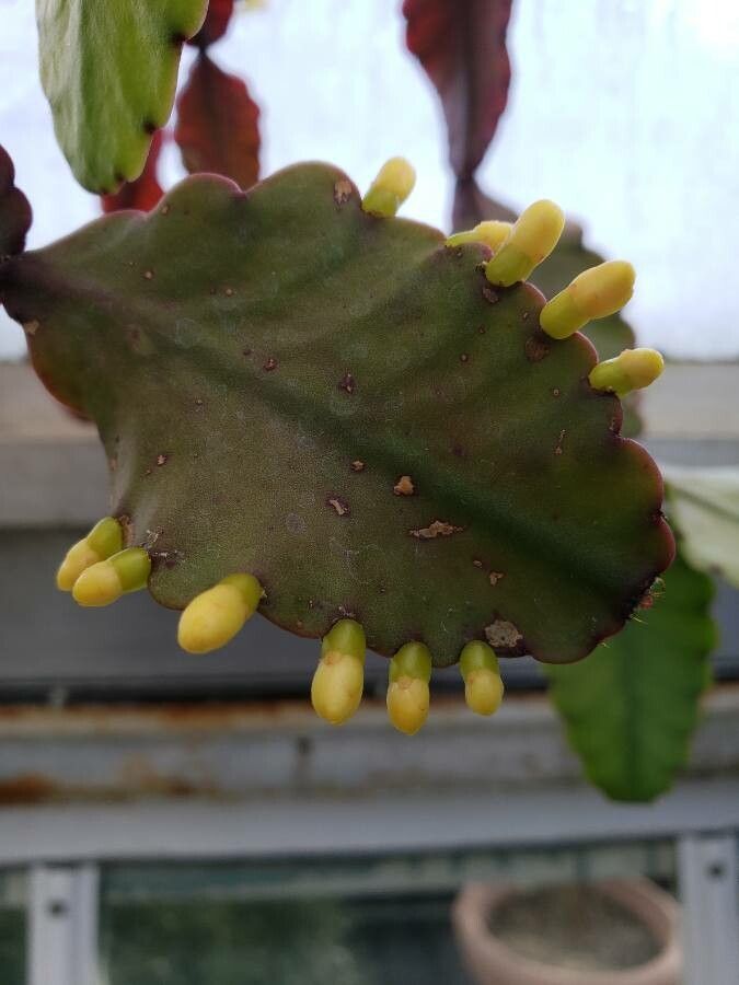 Rhipsalis elliptica fruit