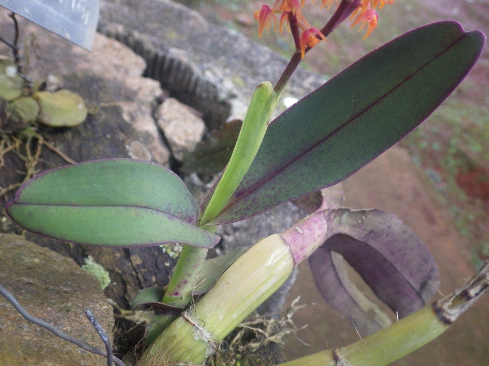 Polystachya paniculata leaf