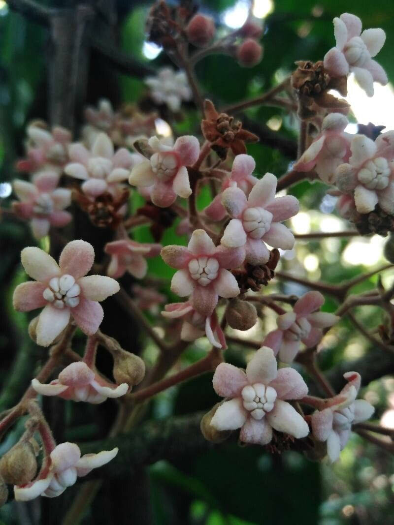 Ocotea sinuata — search result for 'Ocotea'