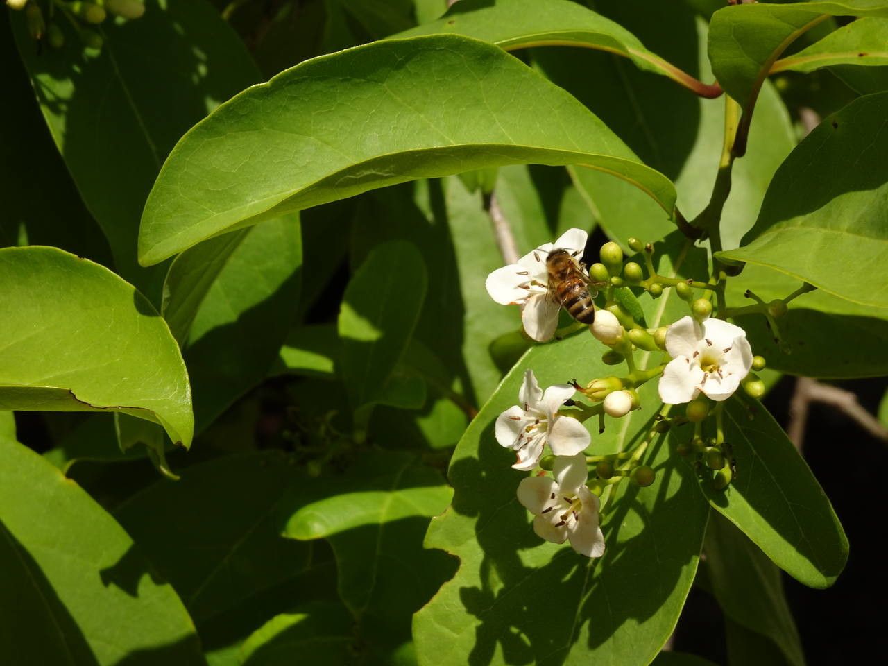 Bourreria baccata flower