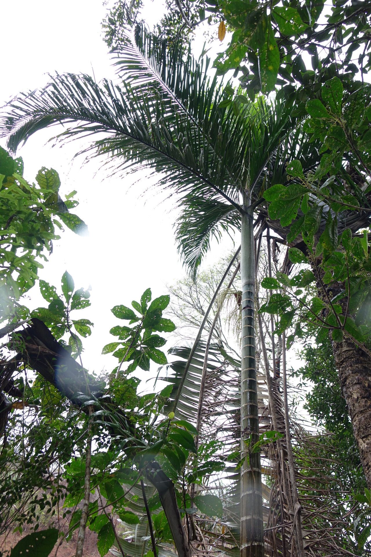 Dypsis ifanadianae habit