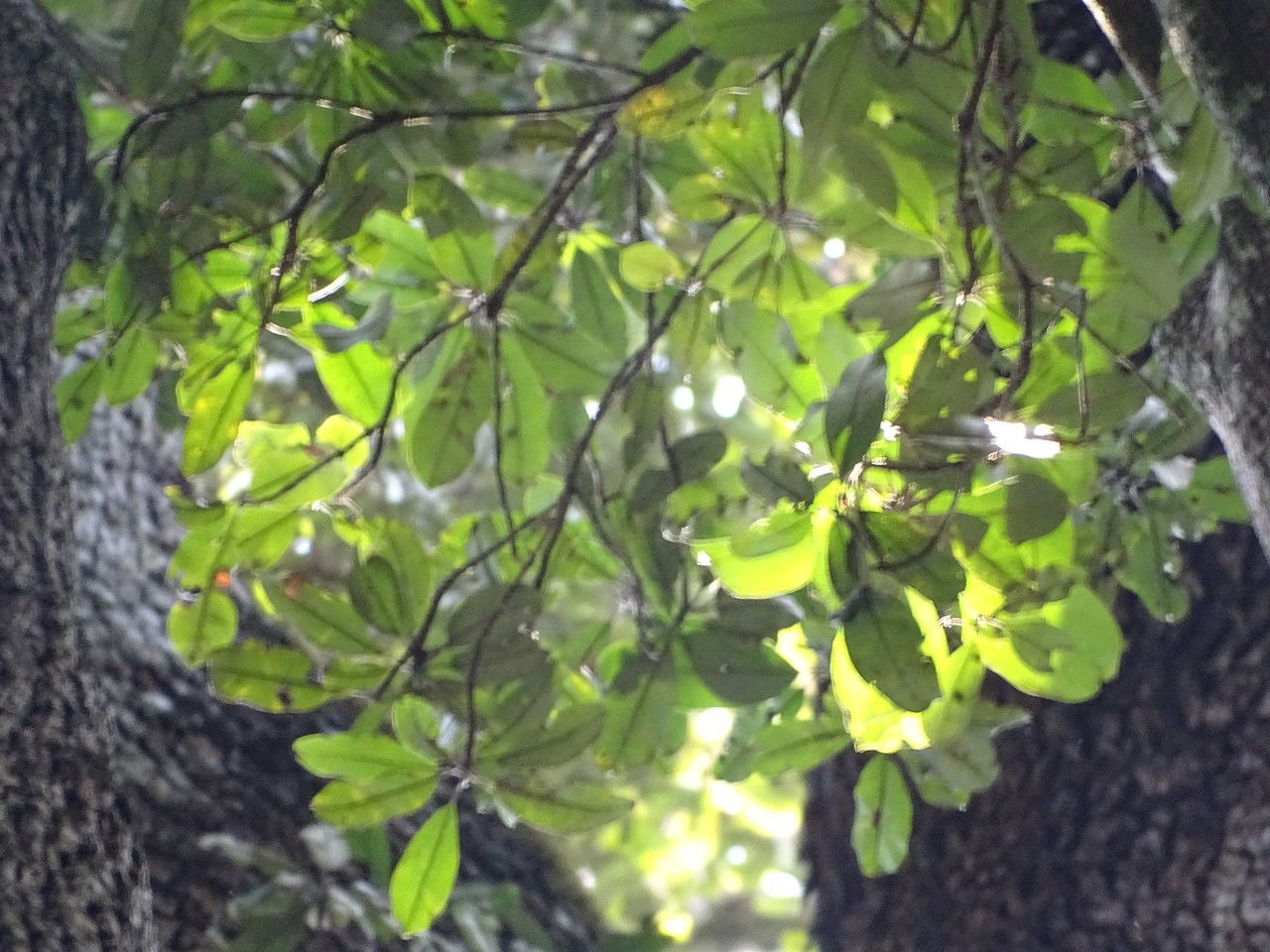 Manilkara discolor — houseplant care guide