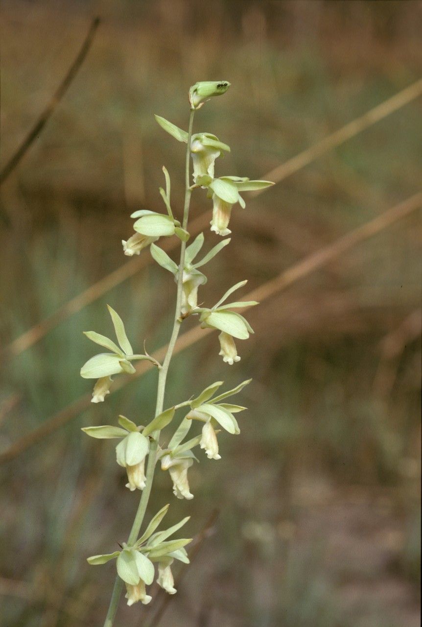 Eulophia flavopurpurea flower