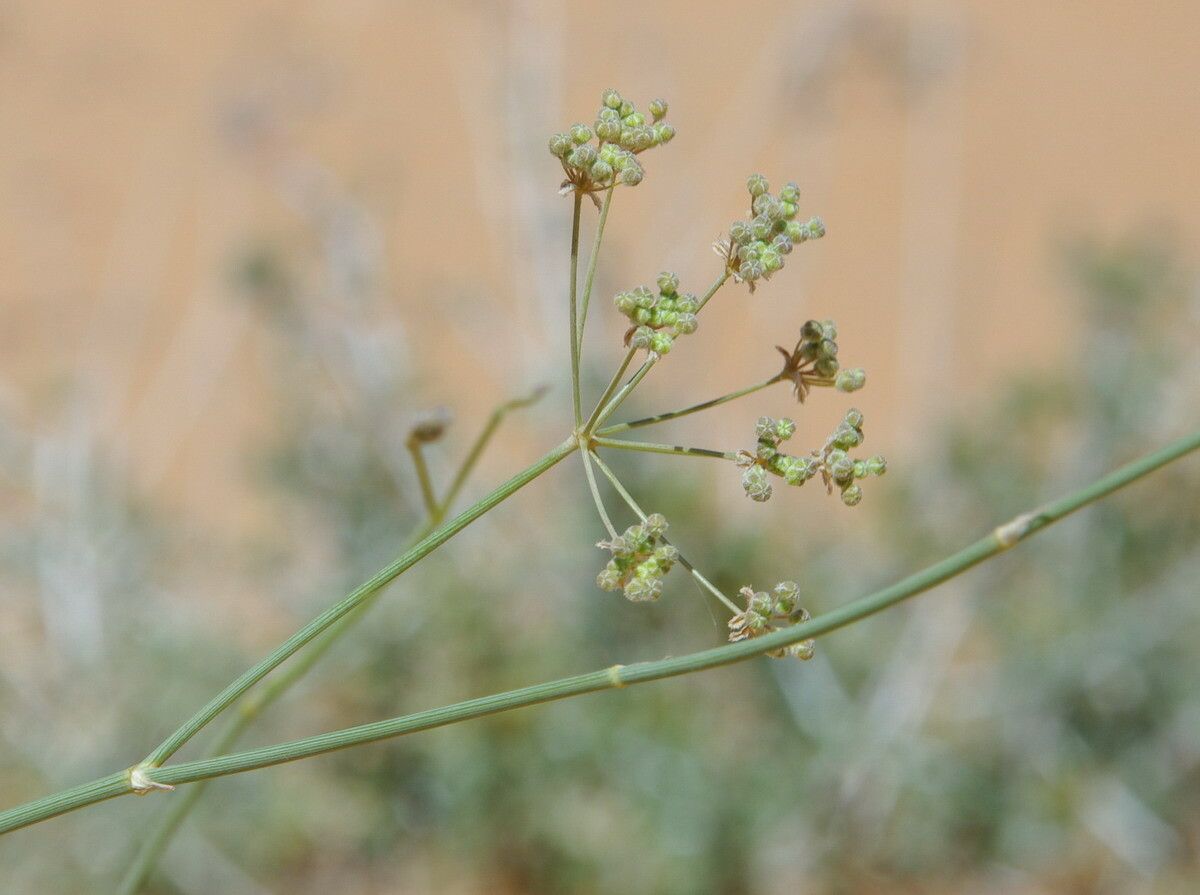 Deverra scoparia flower