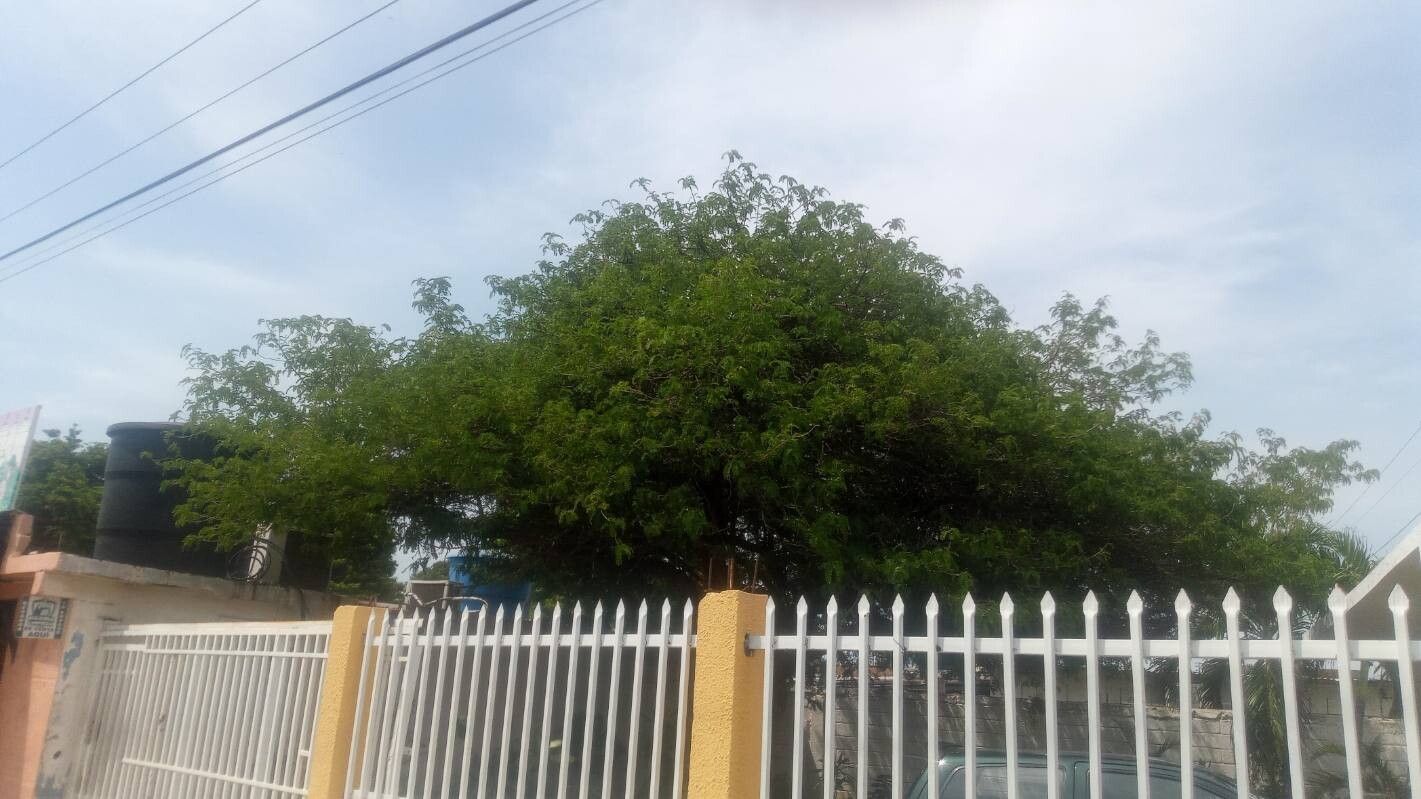 Geoffroea spinosa habit