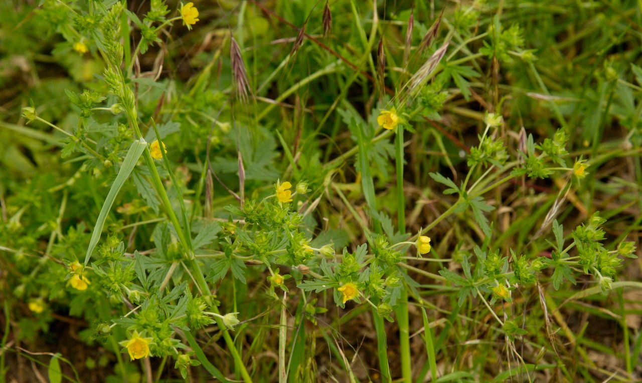 Potentilla intermedia habit