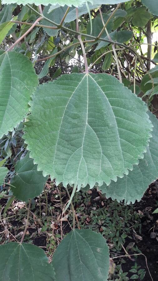 Boehmeria virgata leaf