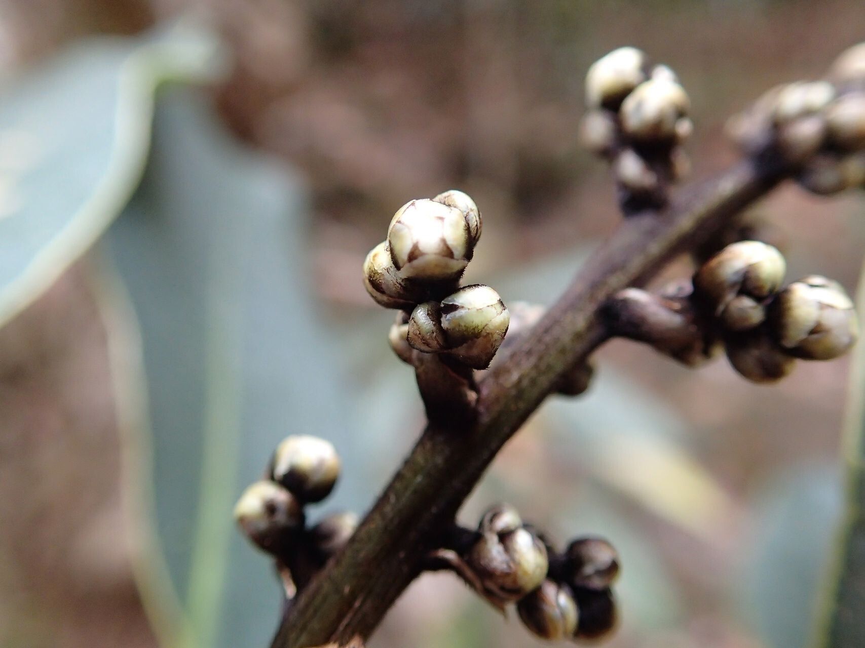 Semecarpus balansae flower