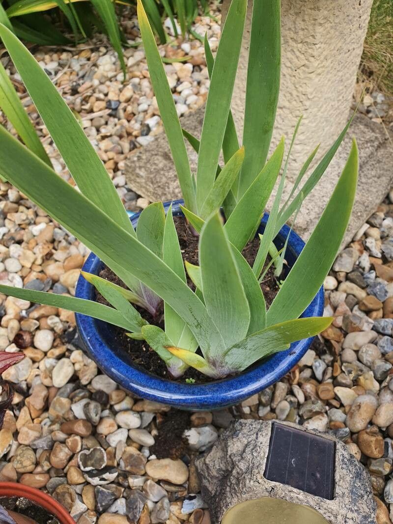 Aloiampelos ciliaris — search result for 'Aloe'