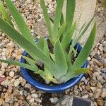 Aloiampelos ciliaris