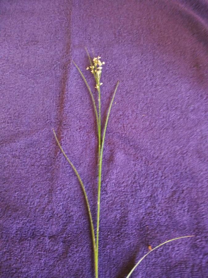 Carex disperma — search result for 'and Greenland'