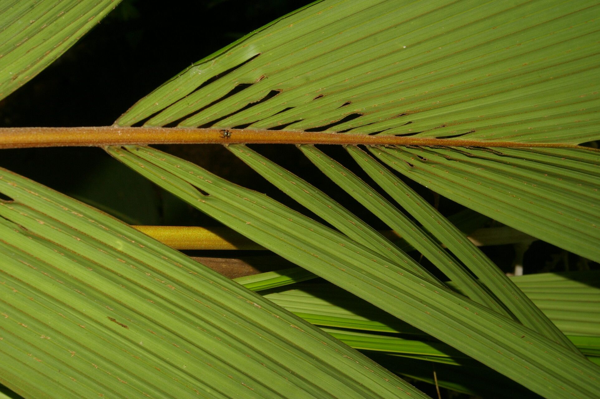 Reinhardtia latisecta — houseplant care guide