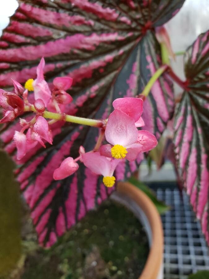 Begonia brevirimosa flower
