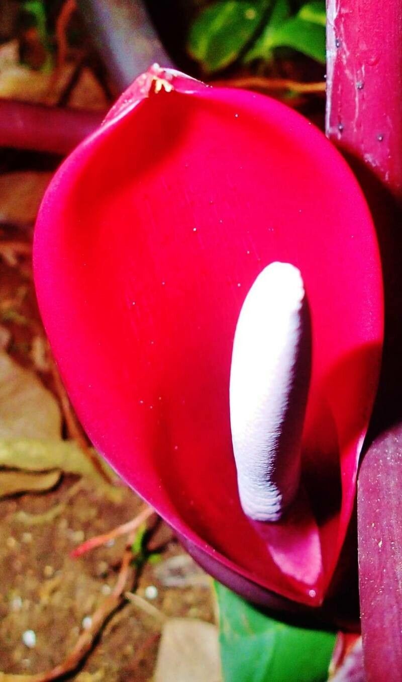 Philodendron fragrantissimum flower