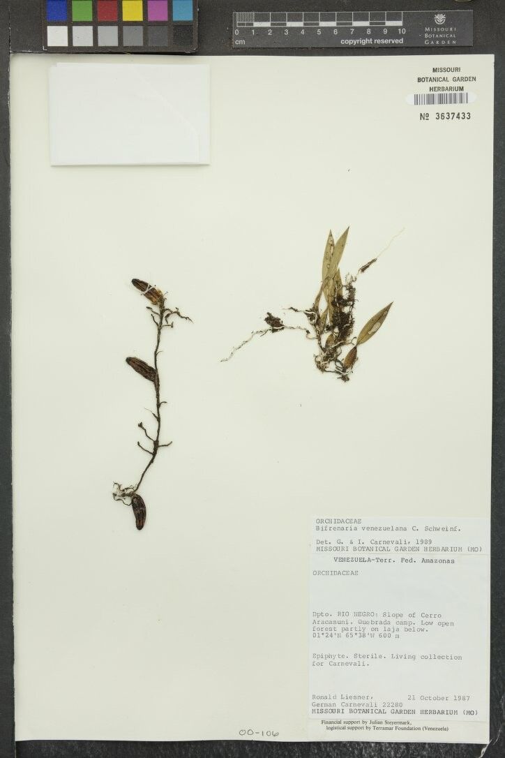 Bifrenaria venezuelana — houseplant care guide