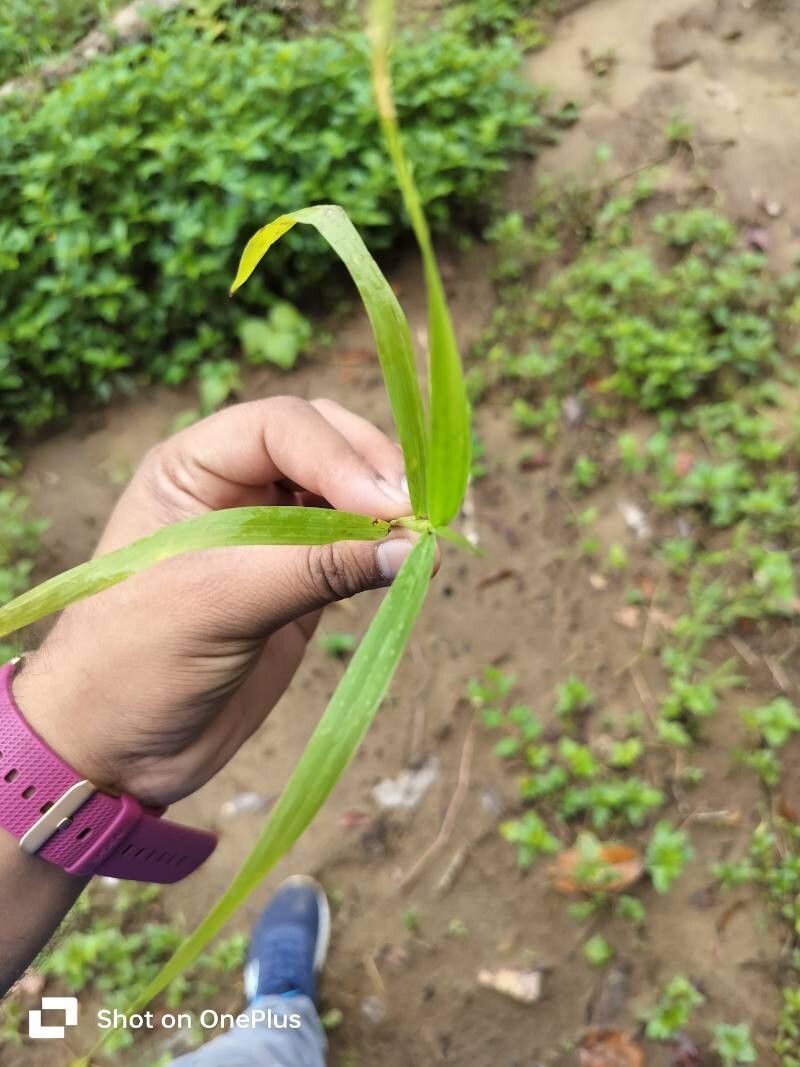 Phragmites karka leaf