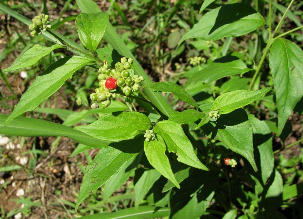 Varronia dichotoma habit