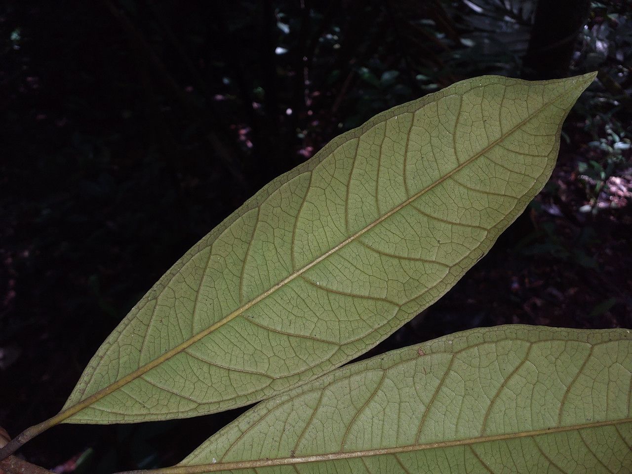 Eugenia cupulata — houseplant care guide