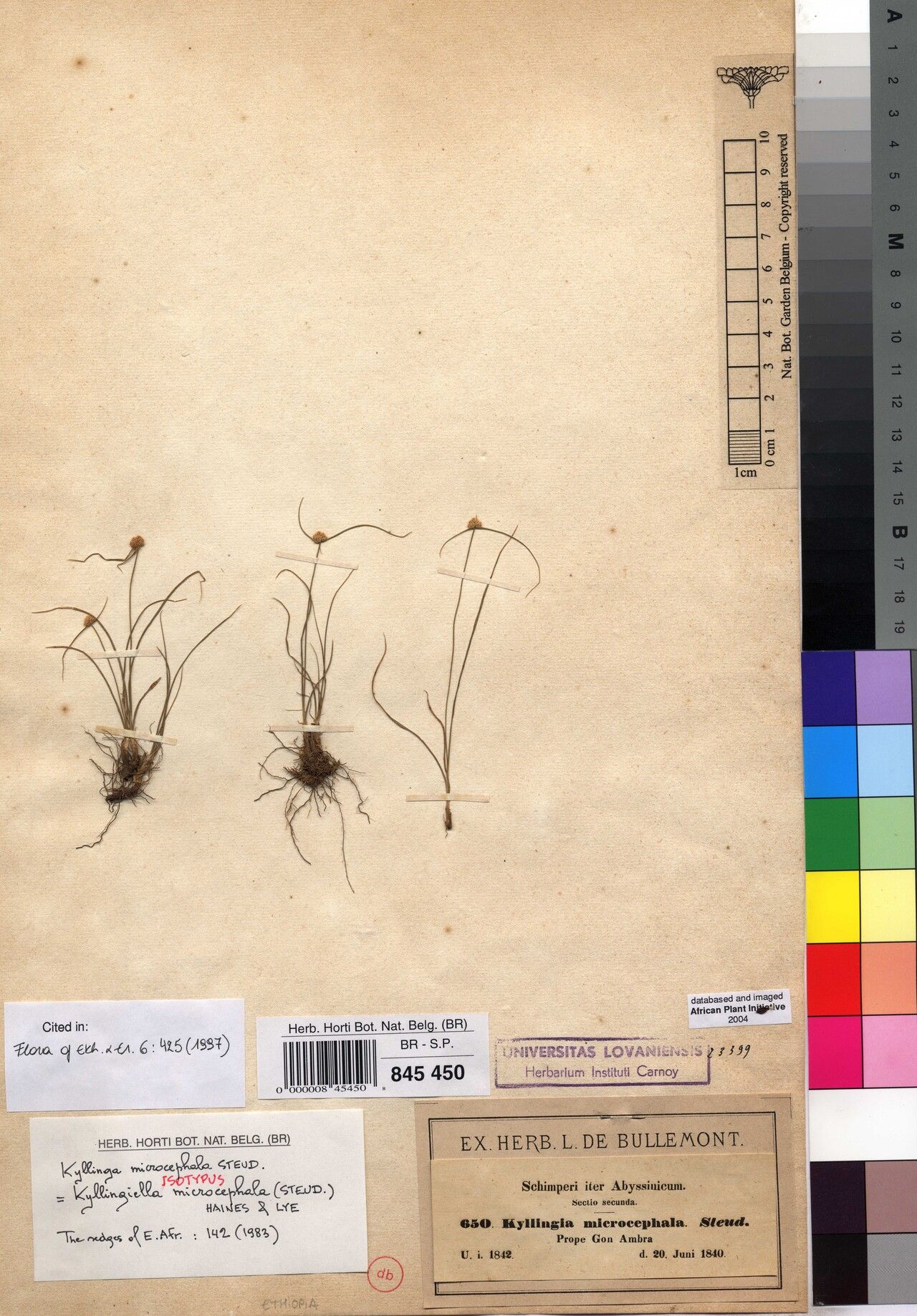 Cyperus kyllingiella — houseplant care guide