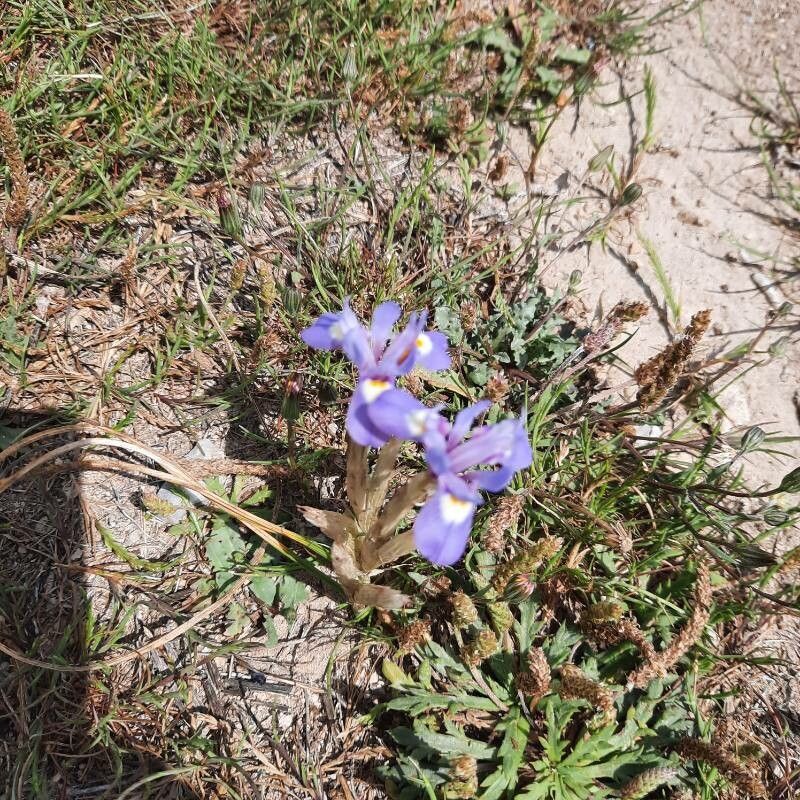 Moraea mediterranea flower