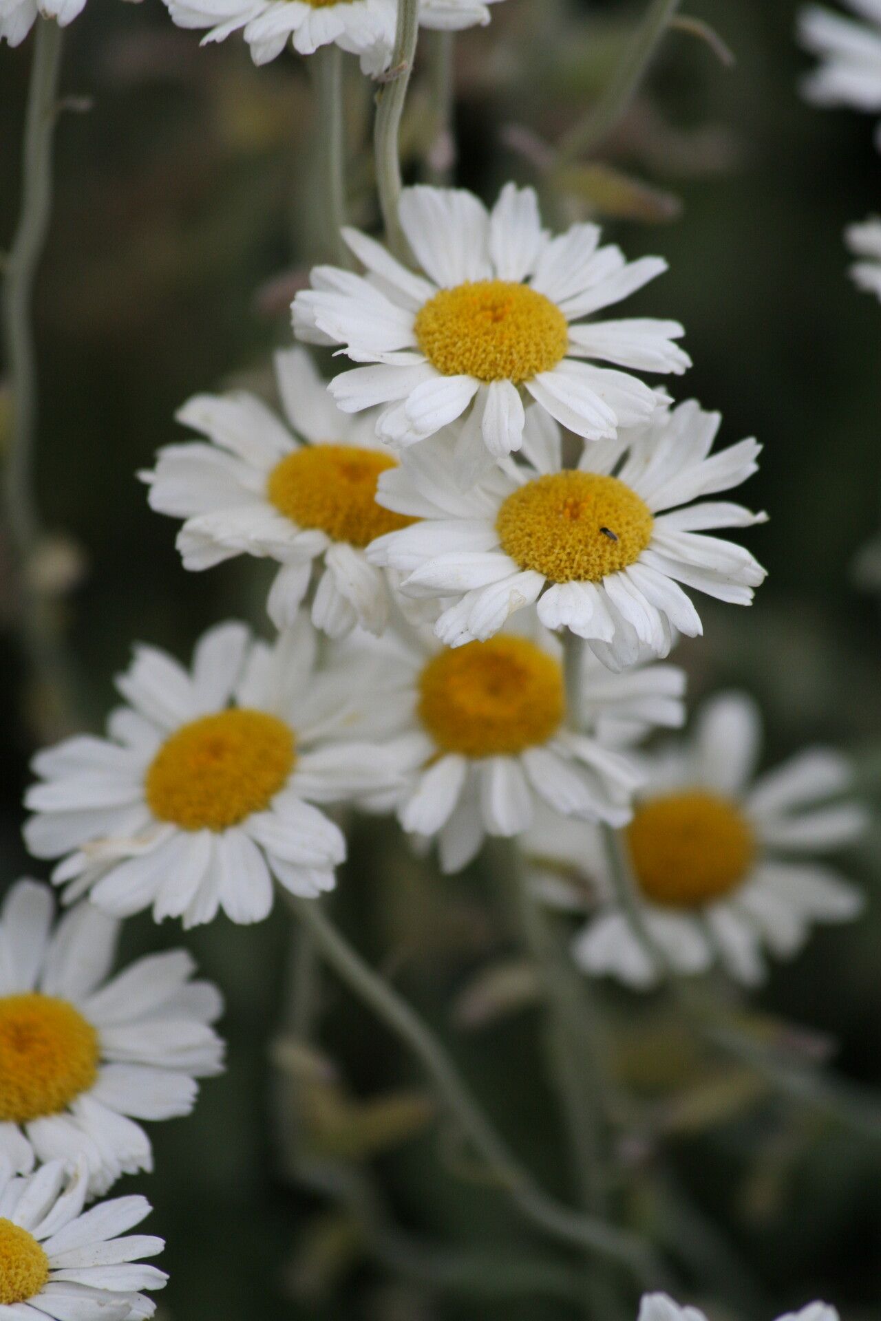 Tanacetum praeteritum flower