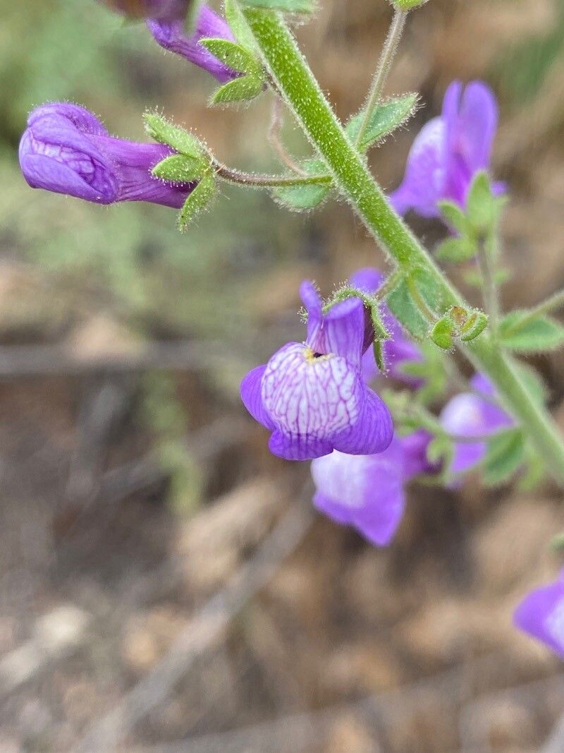 Sairocarpus nuttallianus — related species from the same genus