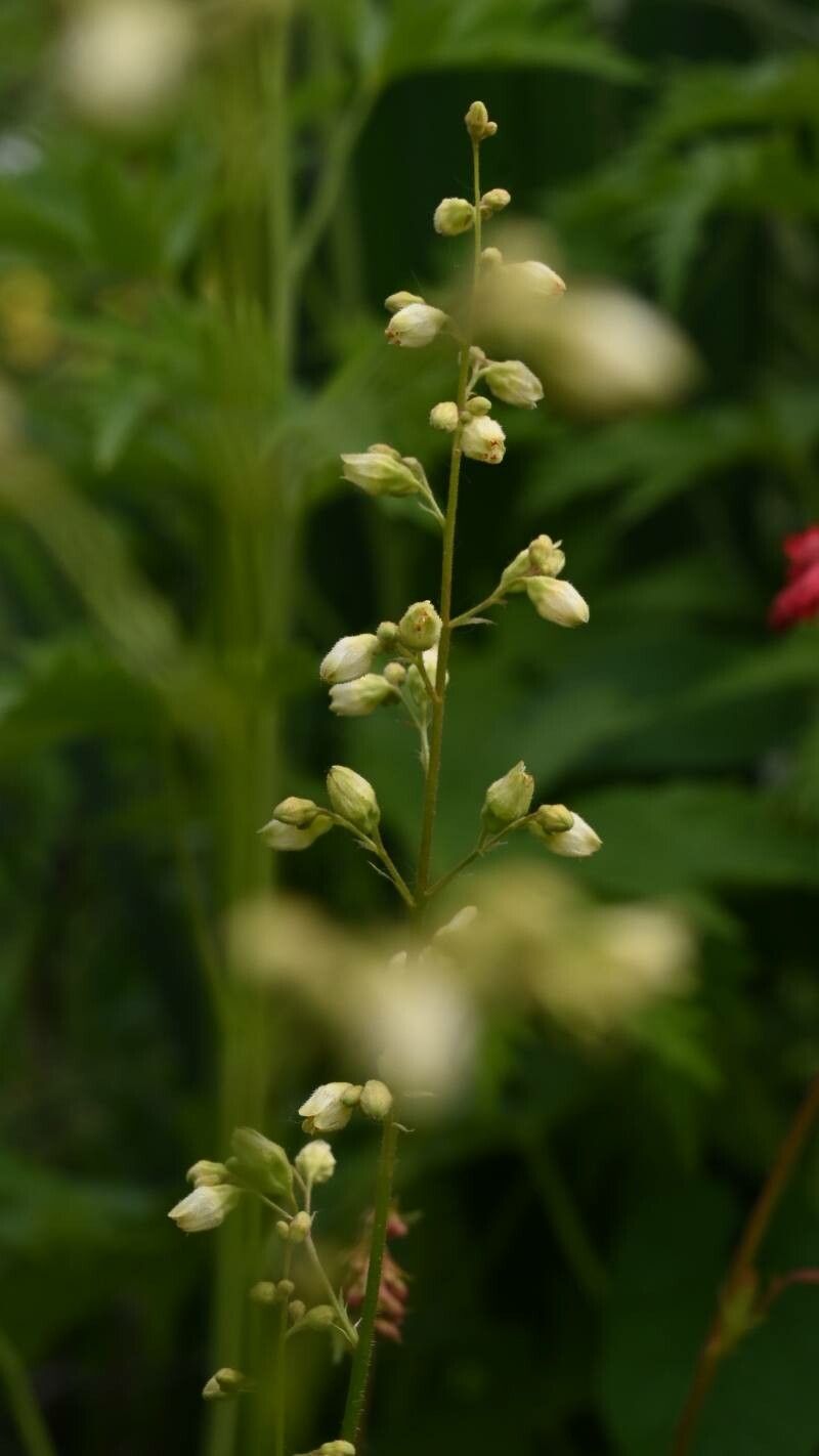 Heuchera pubescens — search result for 'Heuchera'