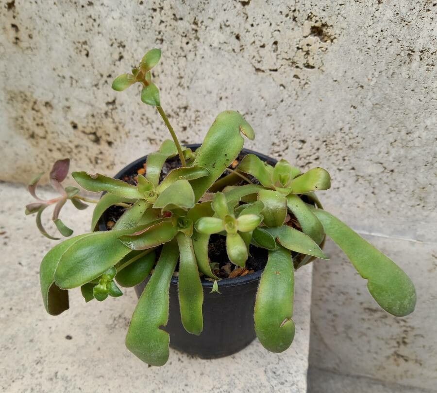 Orostachys malacophylla — unique fruits houseplant