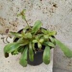 Orostachys malacophylla