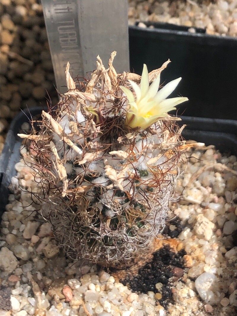 Turbinicarpus pseudomacrochele flower