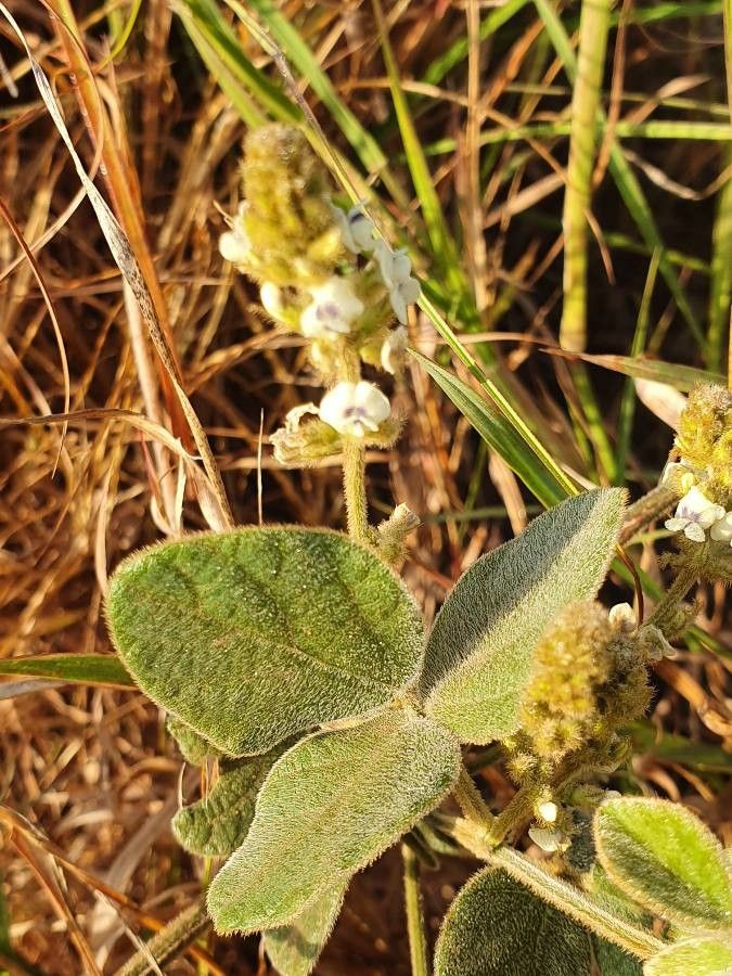 Neonotonia wightii — search result for 'Fiji'