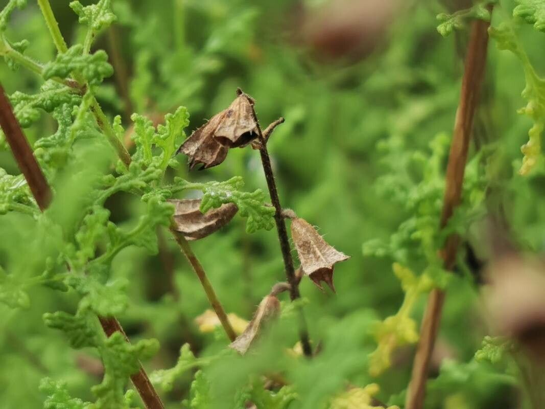 Salvia namaensis fruit