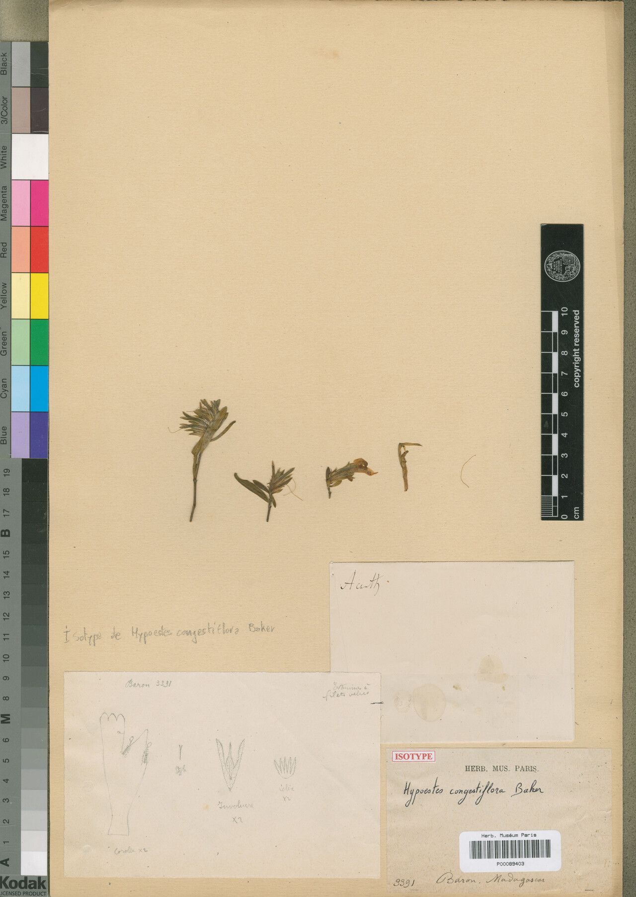 Hypoestes congestiflora — houseplant care guide