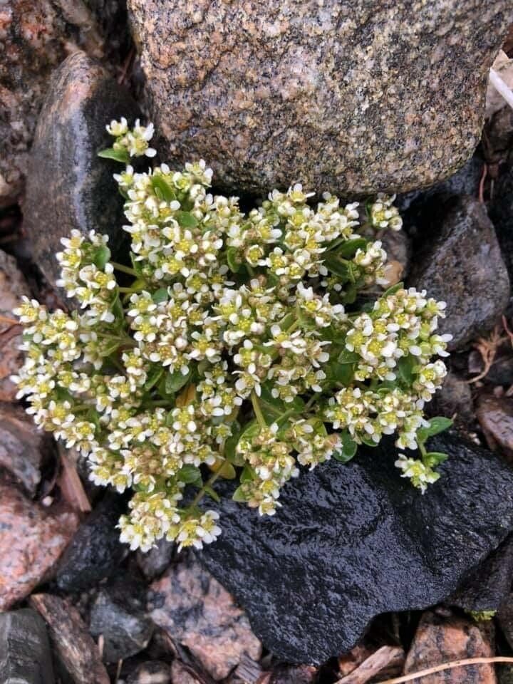 Cochlearia groenlandica flower