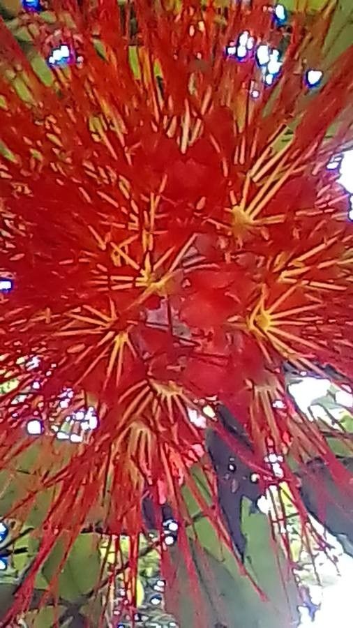 Brownea macrophylla flower