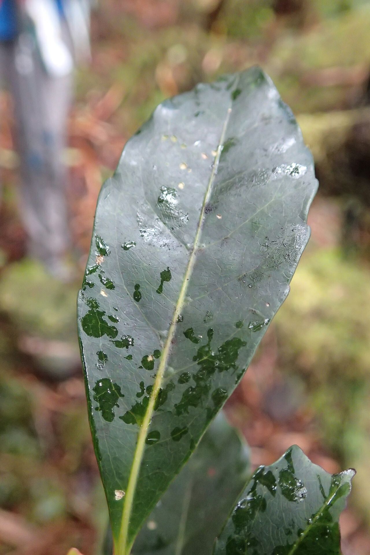 Elaeocarpus coumbouiensis leaf