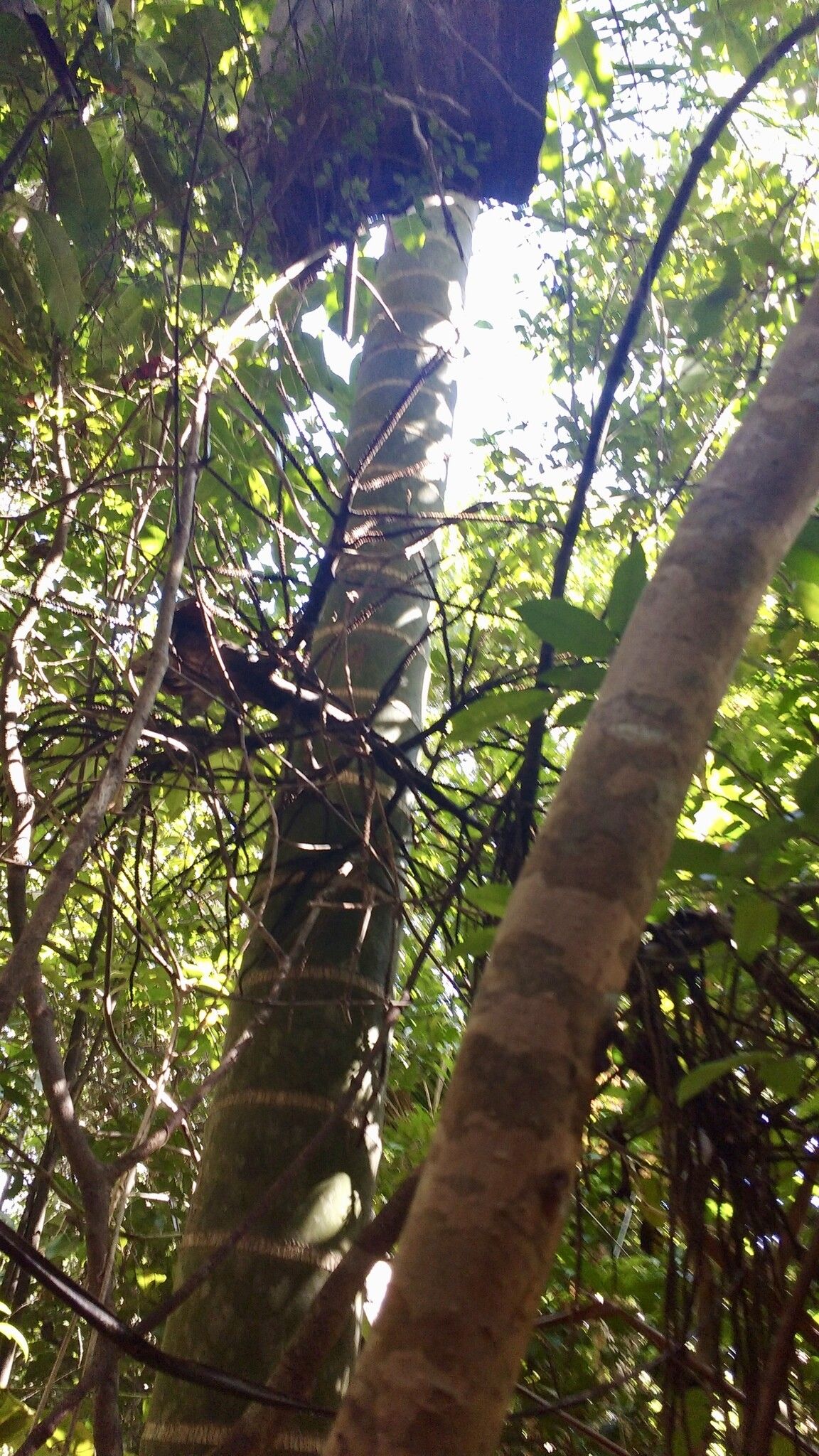 Dypsis hovomantsina — houseplant care guide