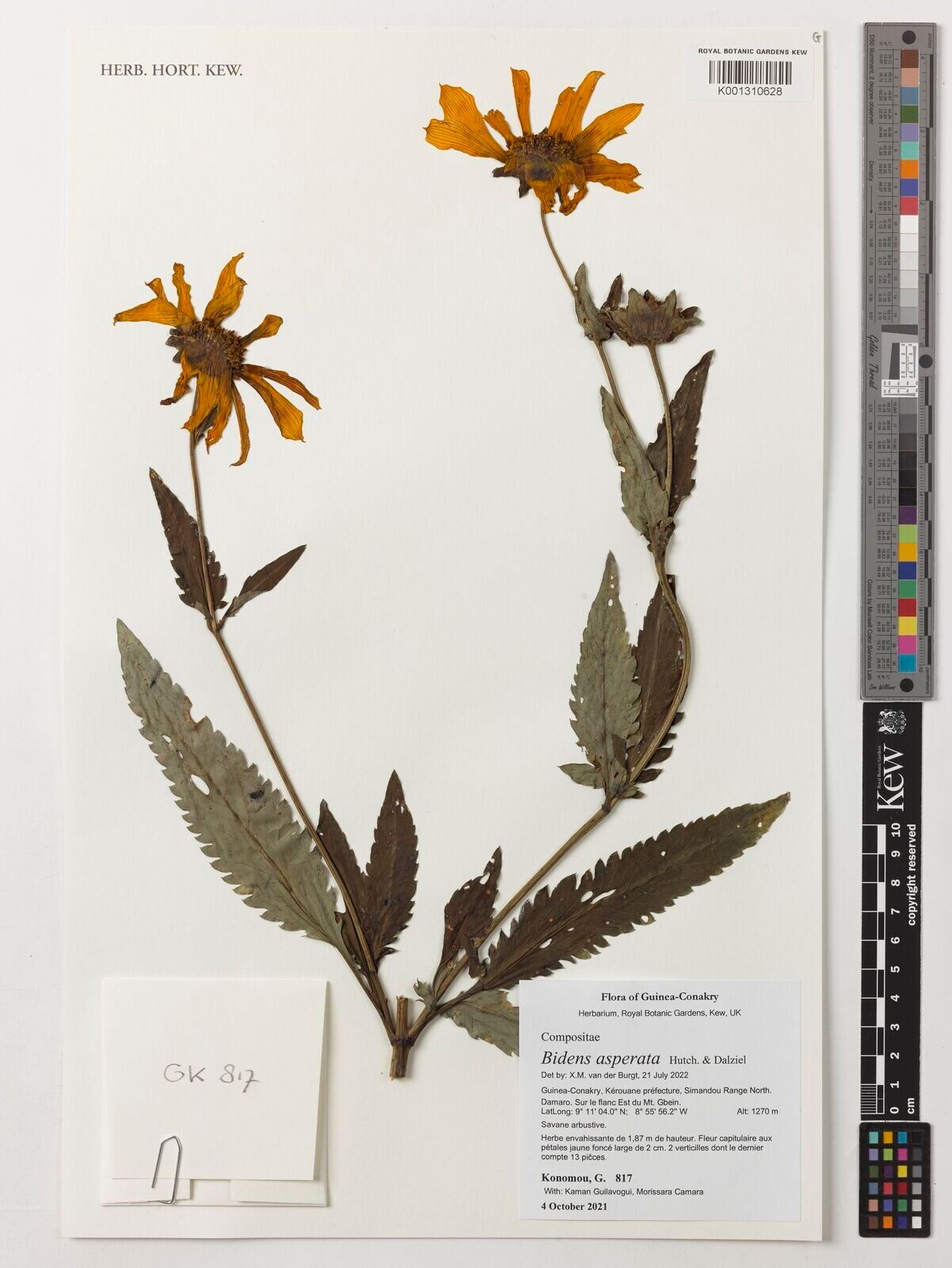 Bidens asperata