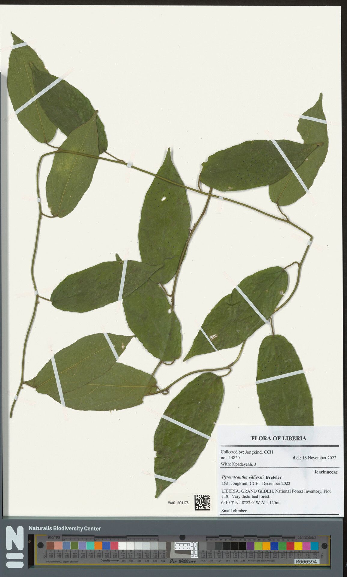 Pyrenacantha villiersii — houseplant care guide