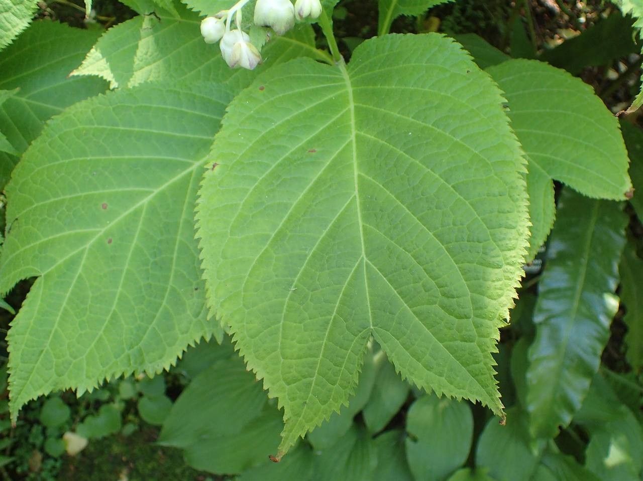 Deinanthe caerulea — search result for 'Hydrangeaceae'