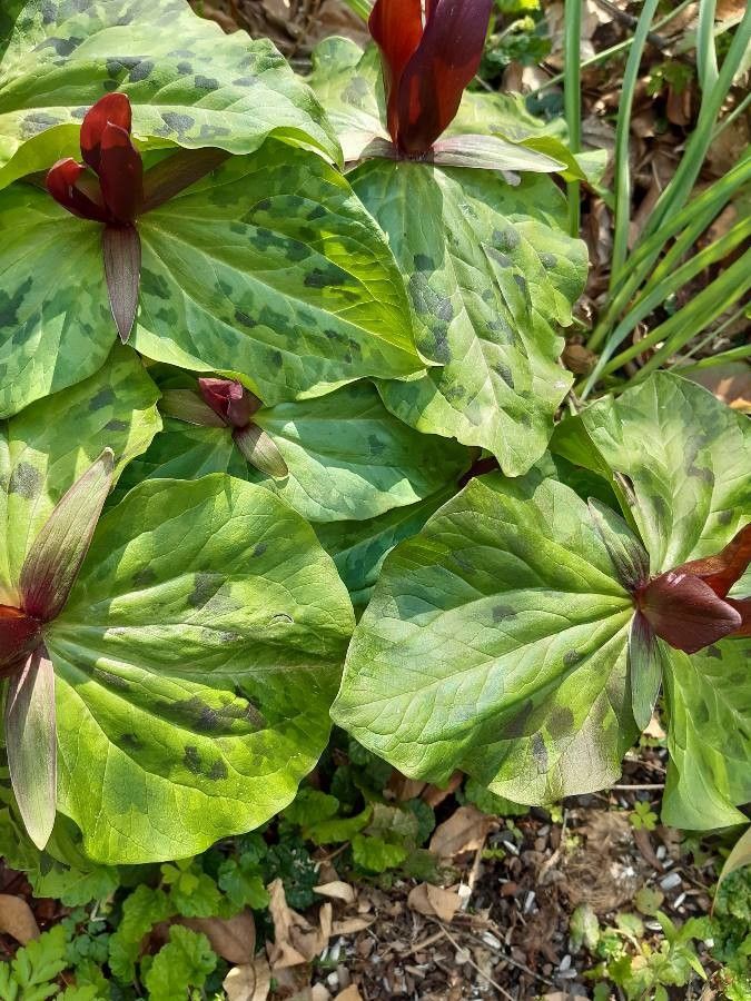 Trillium kurabayashii leaf