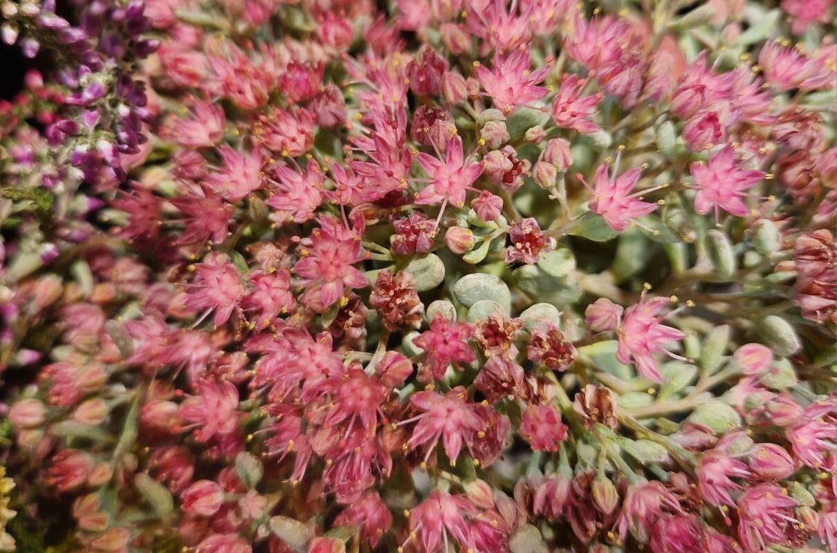 Hylotelephium cauticola flower