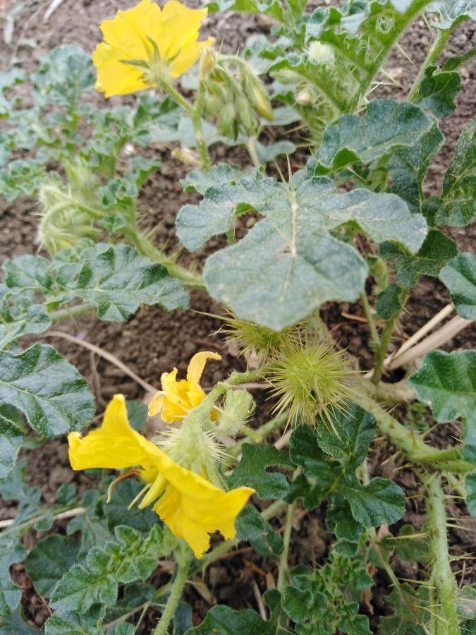 Solanum rostratum fruit