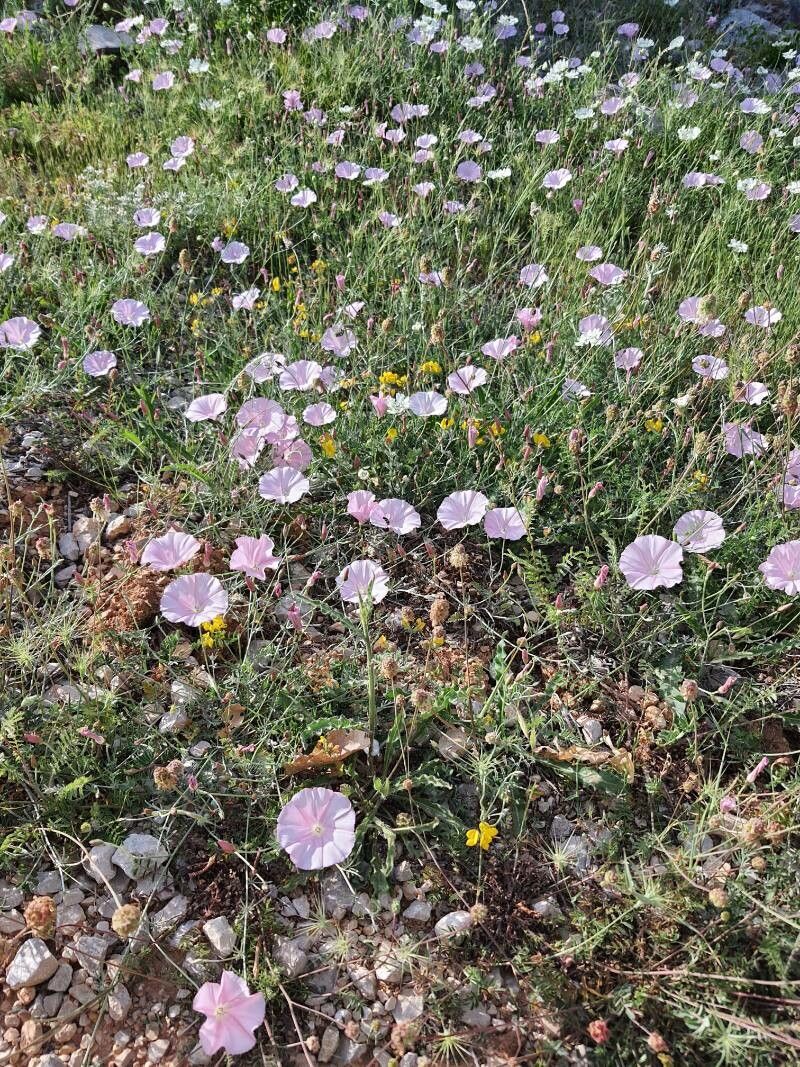 Convolvulus elegantissimus flower